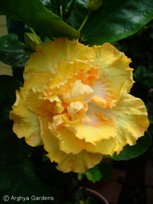 Hibiscus Harvest Moon