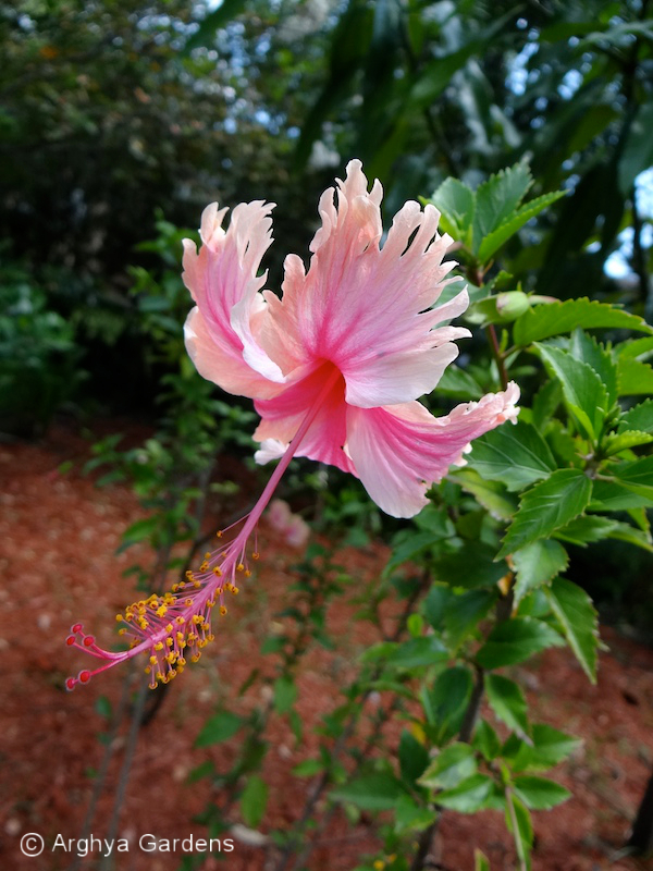 Hibiscus Hawaiian Salmon