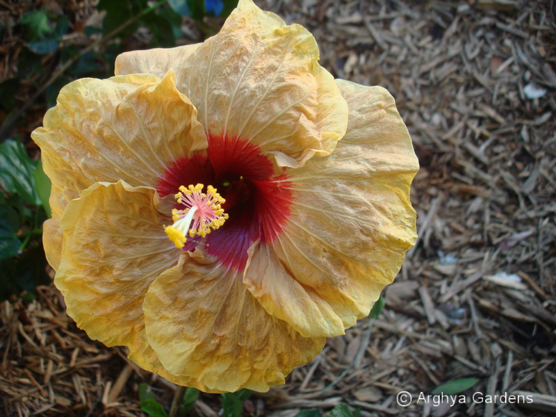 Hibiscus Herm Geller