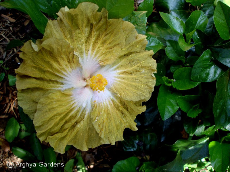 Hibiscus Irish Spring