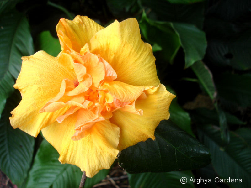 Hibiscus Jan