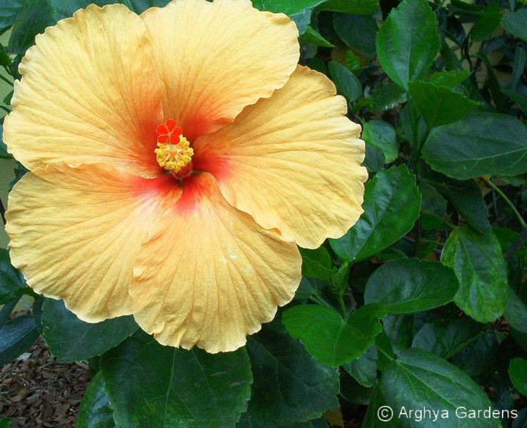 Hibiscus Joan