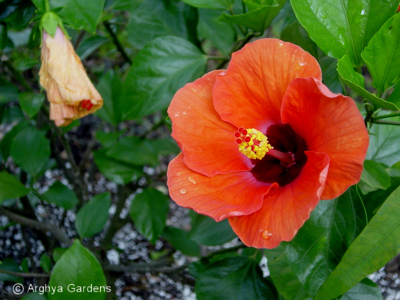 Hibiscus Nairobi