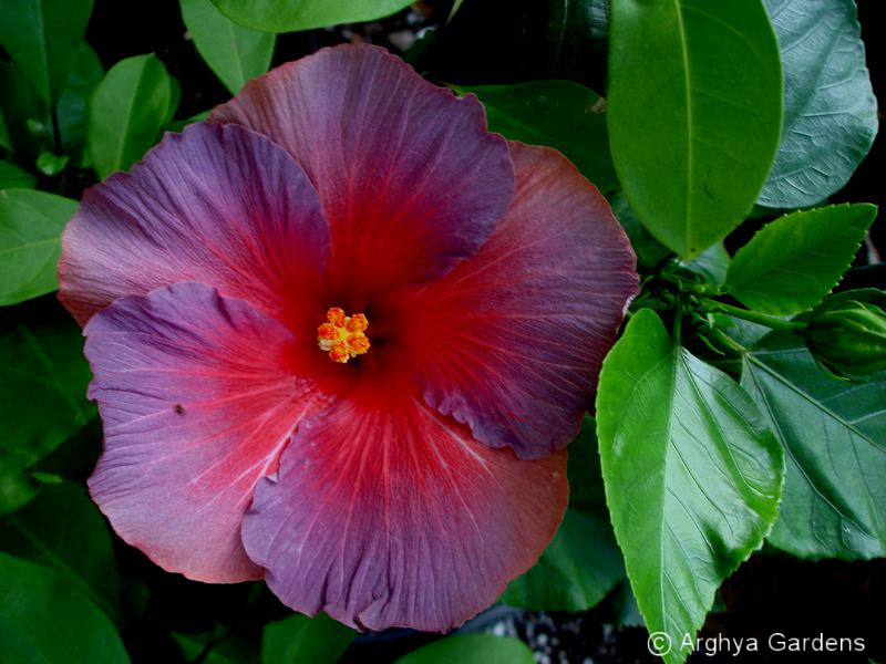 Hibiscus Nightfire