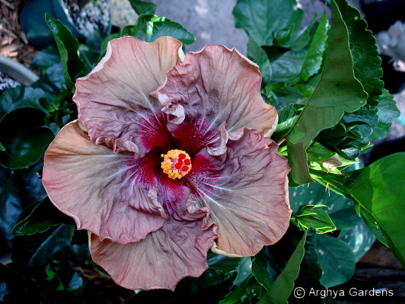 Hibiscus Nightmare