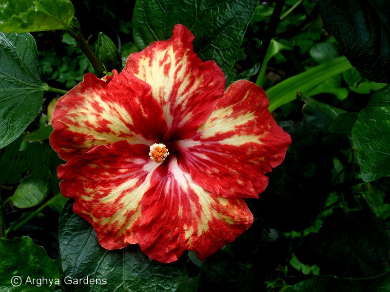 Hibiscus Opening Act