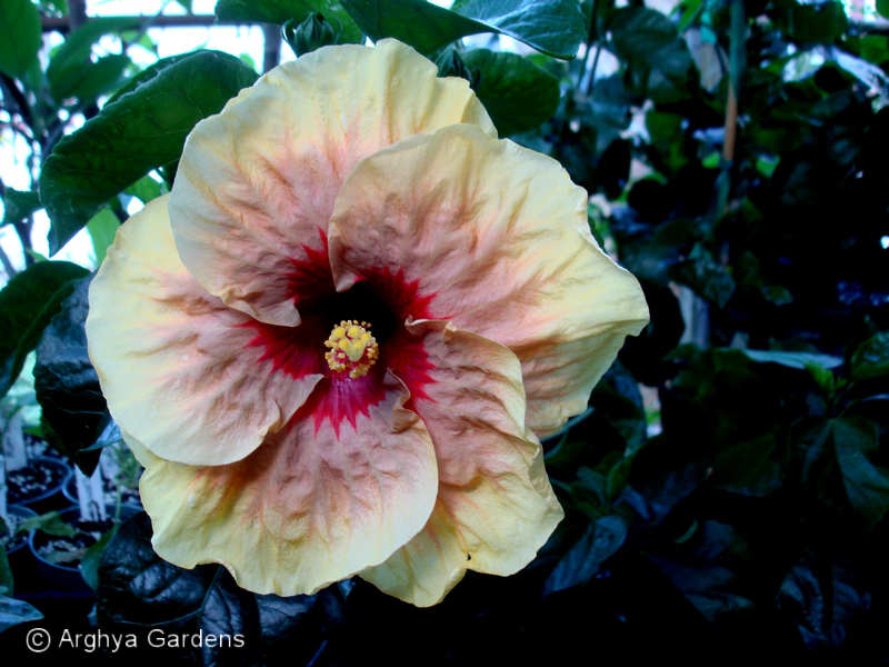 Hibiscus 'Night Runner' (Hibiscus rosa-sinensis hybrid)