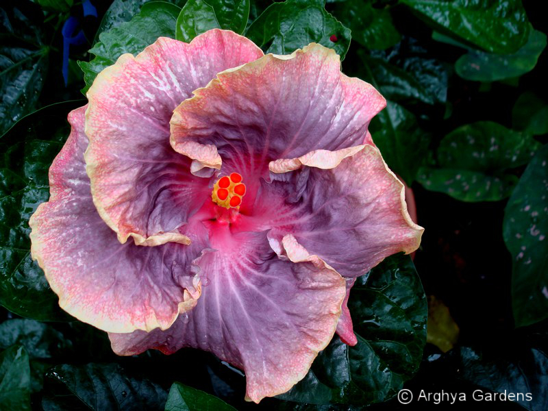 Hibiscus Persian Rug