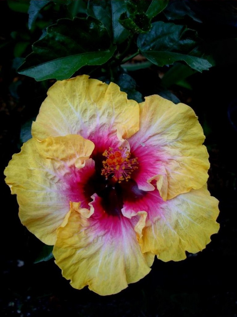 Hibiscus Petra