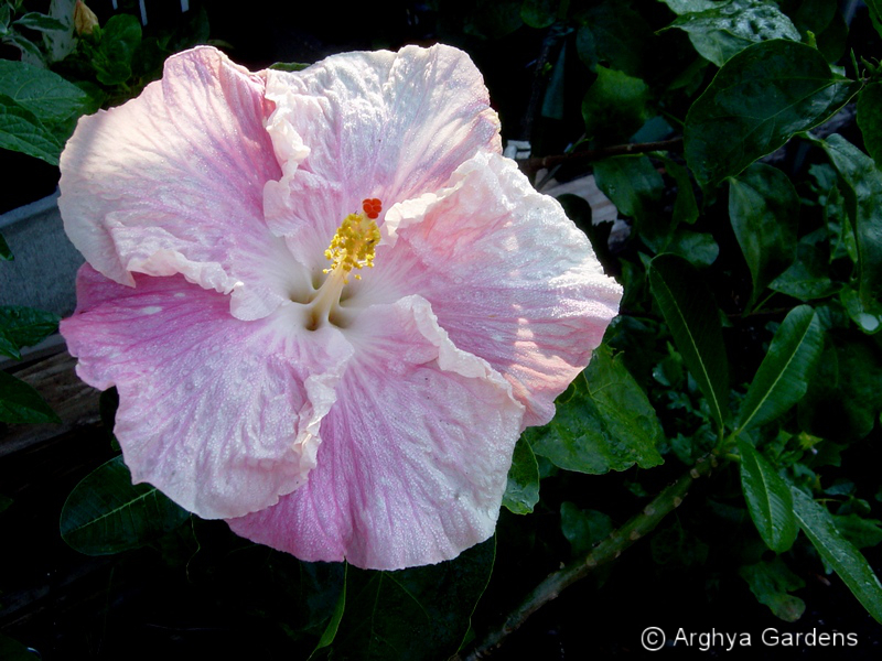 Hibiscus Pink Frost