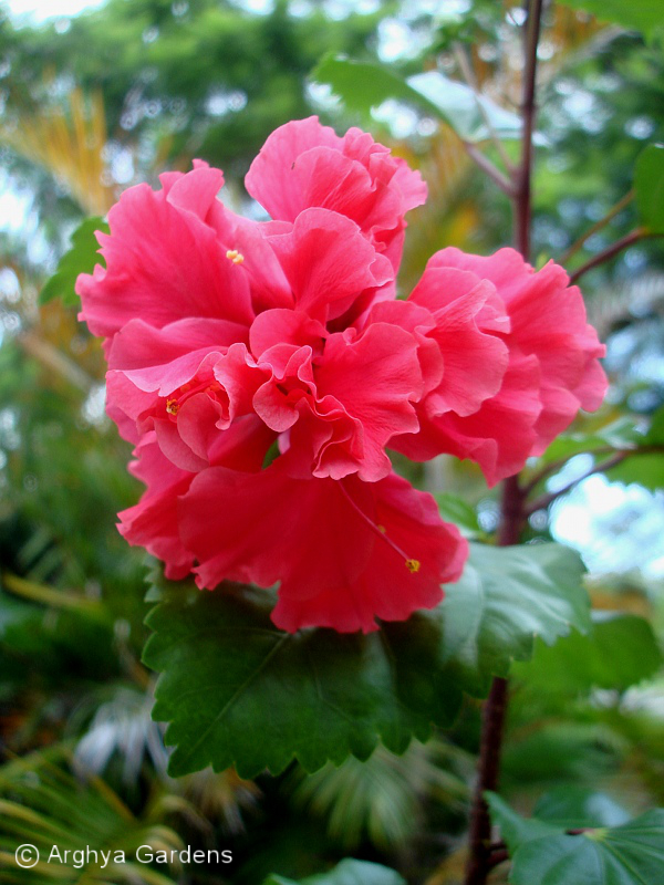 Hibiscus Pride Of Hankins