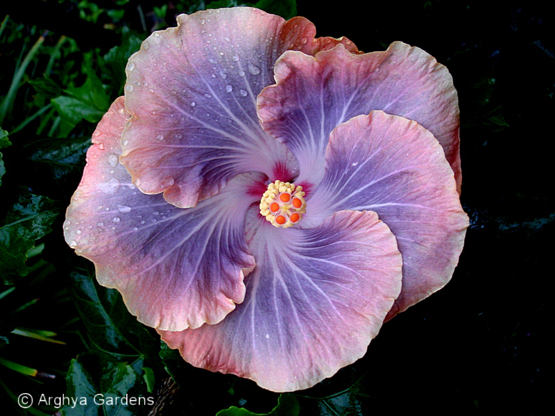 Hibiscus Renaissance Blue