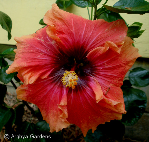 Hibiscus Ring Of Fire
