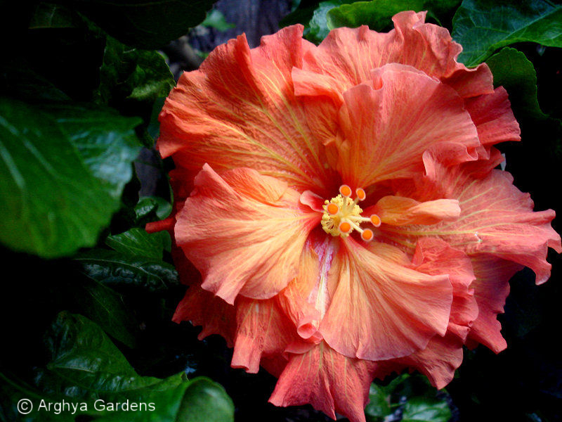 Hibiscus Rosalind