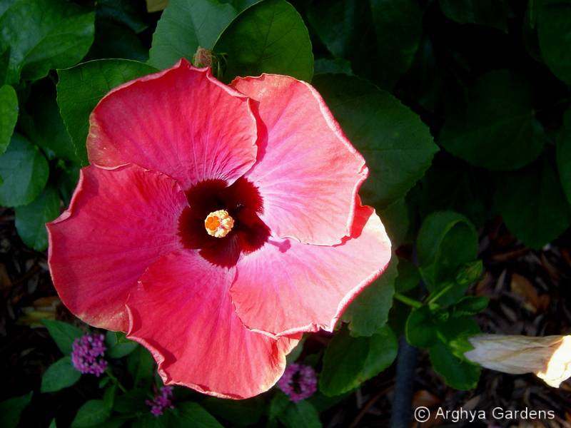 Hibiscus Rum Runner