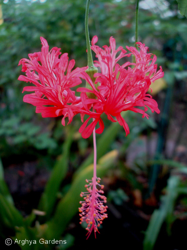 Hibiscus Scizopetalus