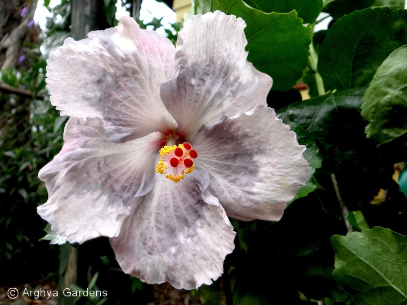 Hibiscus Snow On The Mountain