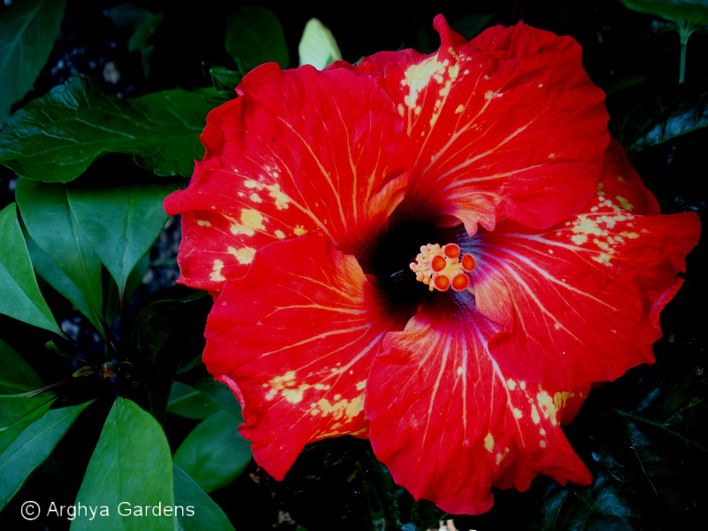 Hibiscus Some Like It Hot