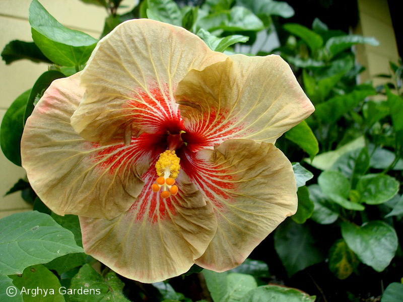 Hibiscus Tigerama