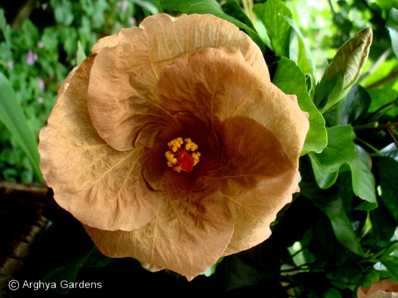 Hibiscus Topaz Glory