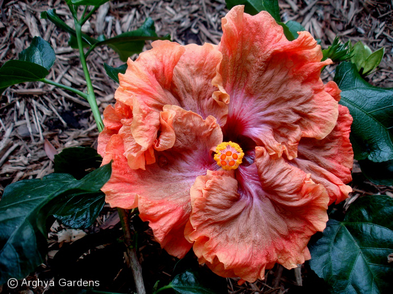 Hibiscus Tsunami