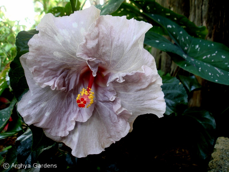 Hibiscus Veronica Todd