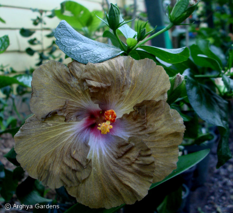 Hibiscus Wallflower