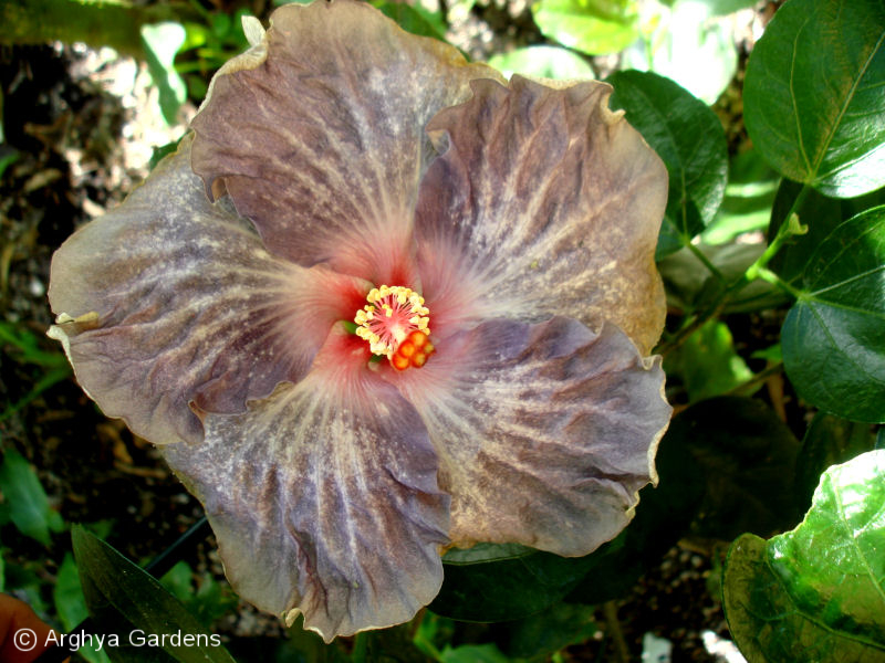 Hibiscus White Diamonds