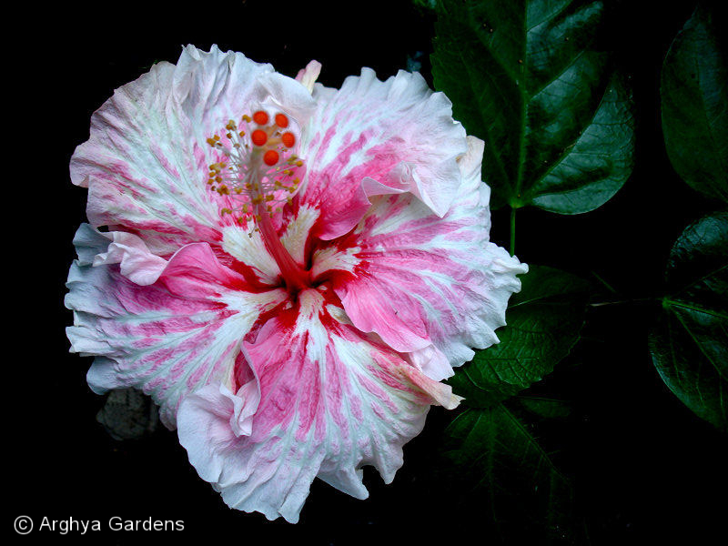 Hibiscus Zoey