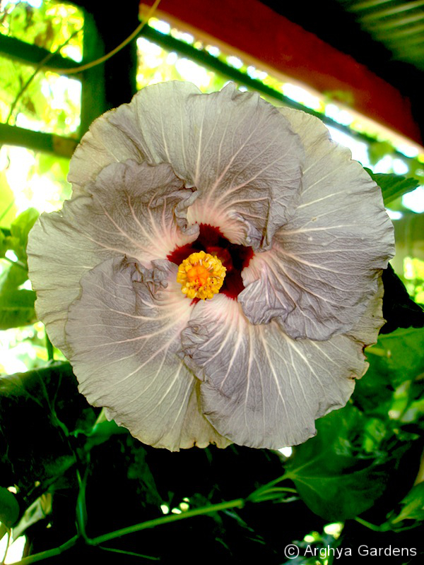 Hibiscus Hitchcock