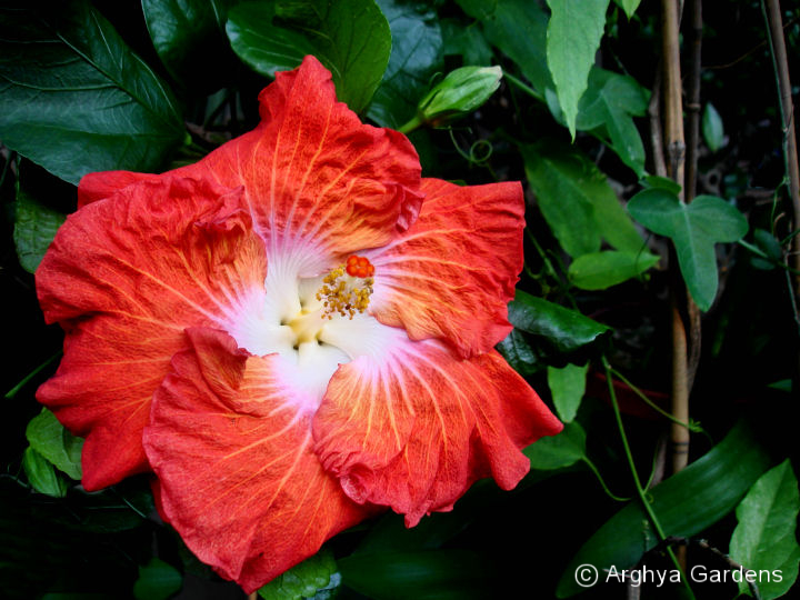 Hibiscus Hot Ticket