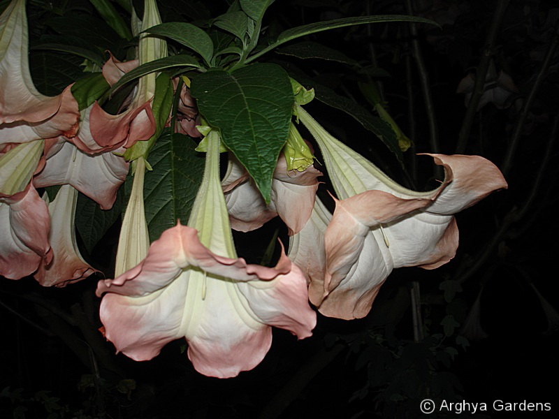 Brugmansia Isabella