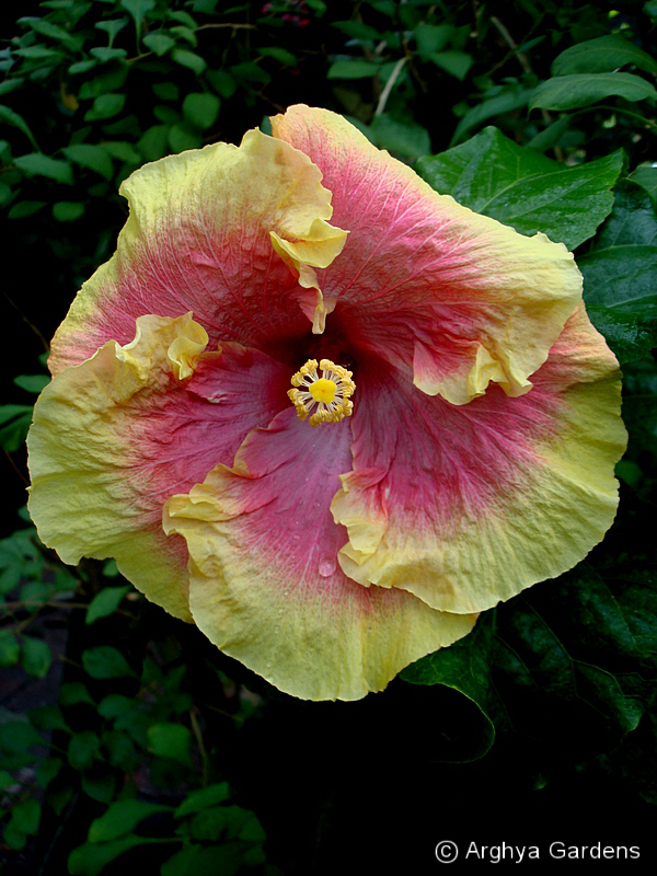 Hibiscus Jamilou