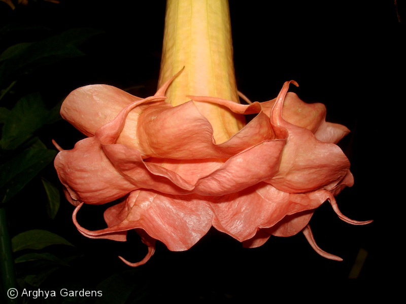 Brugmansia Moulin Rouge