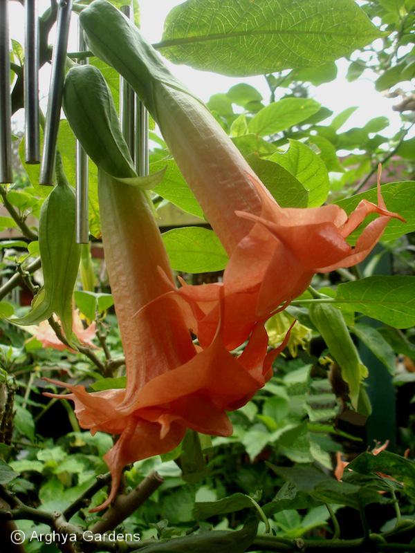 Brugmansia Mustafa