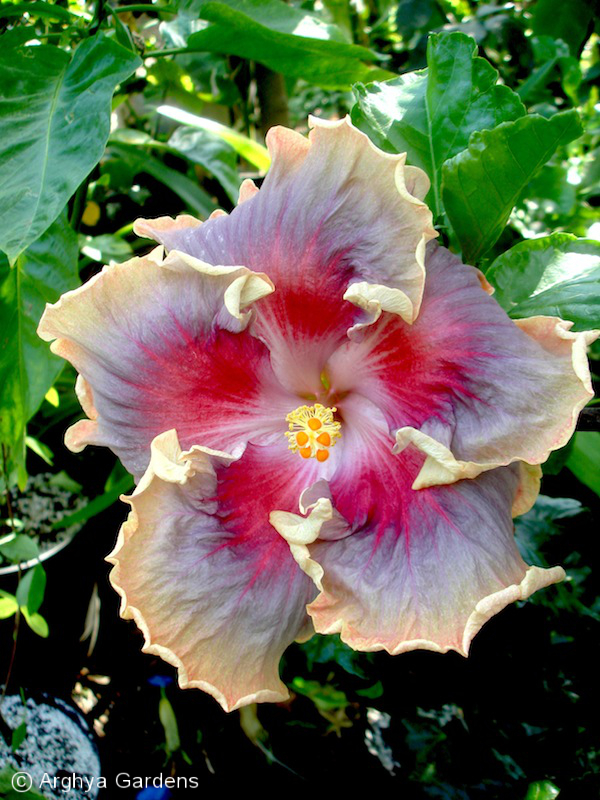 Hibiscus Night Runner