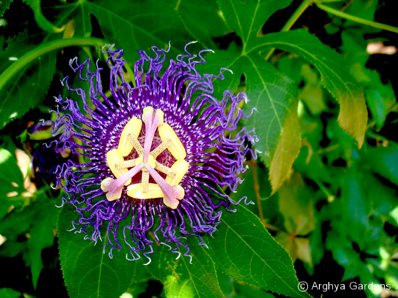 Passiflora Inspiration