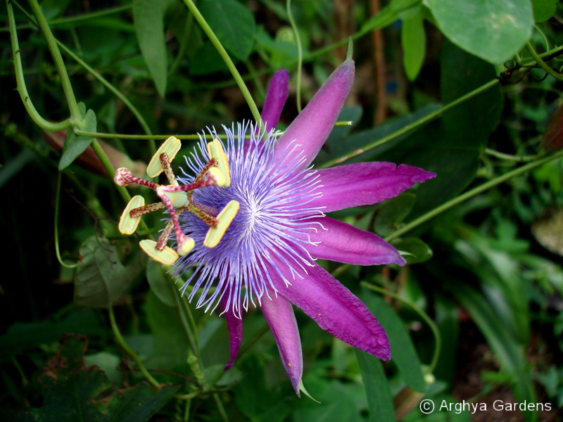 Passiflora Loefgrenii Corupa