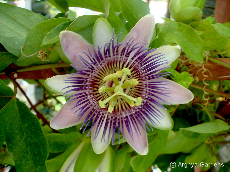 Passiflora belotti