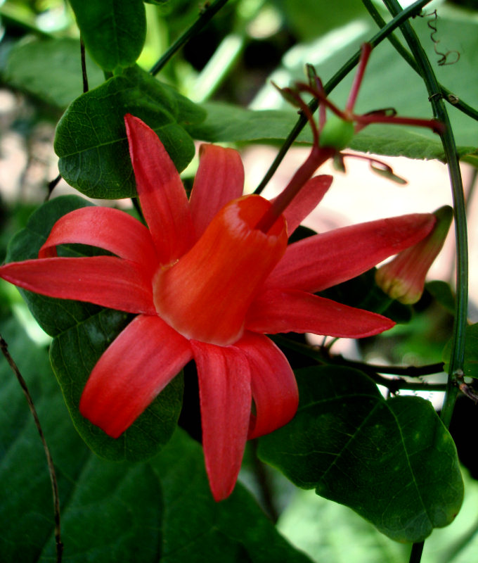 Passiflora Muracuja