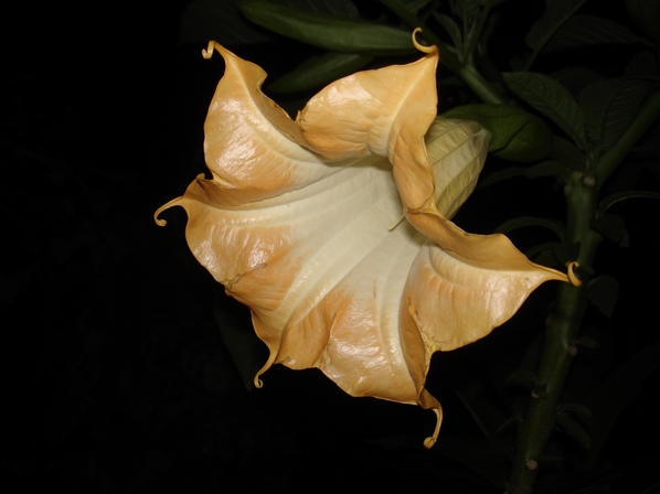 Brugmansia Helios