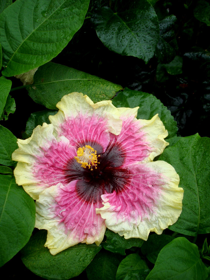 Hibiscus Rainbow Christie