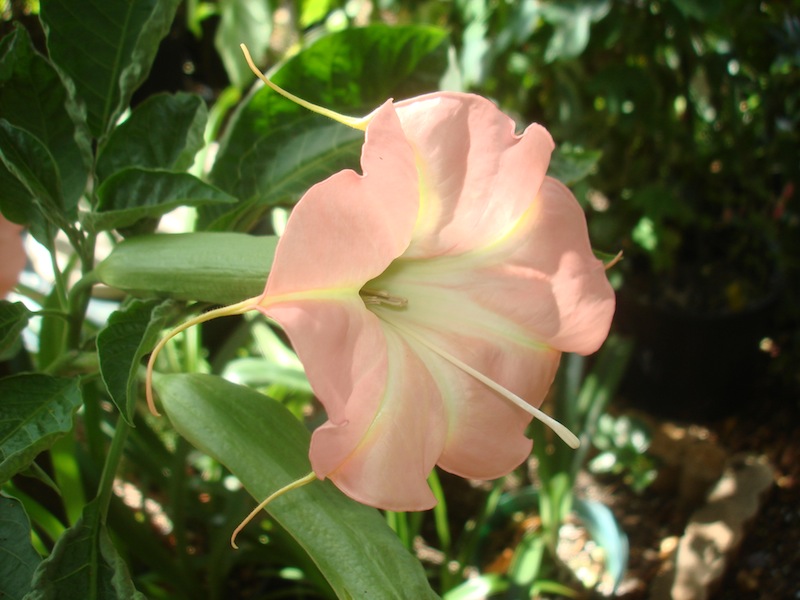 Brugmansia Ruffles & Flourishes