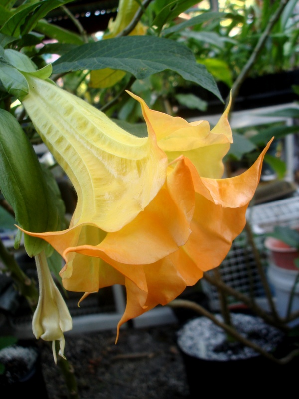 Brugmansia Samadhi