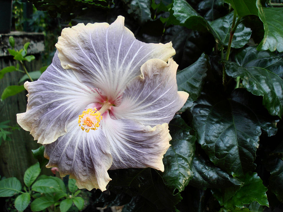 Hibiscus Silver Memories