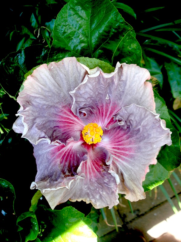 Hibiscus Storm Front