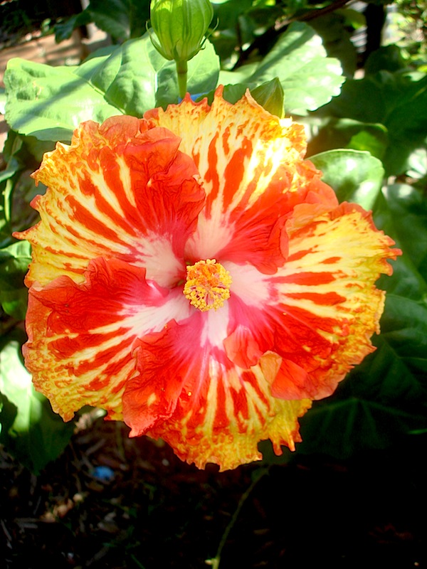 Hibiscus Sunshowers