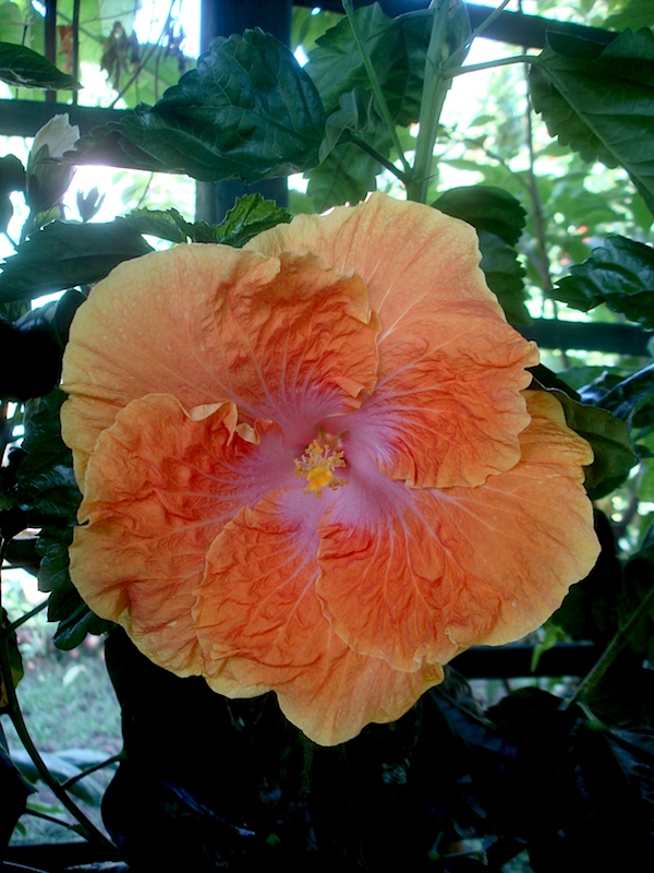 Hibiscus Tahitian Caramel