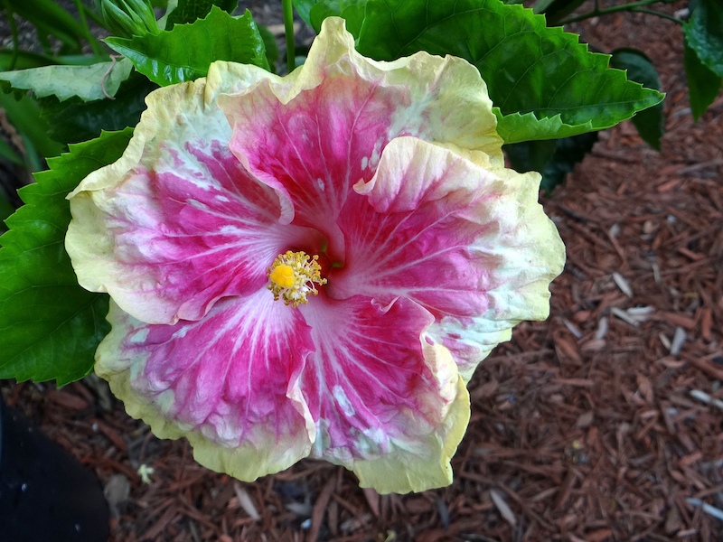 Hibiscus Tahitian Frosted Flake