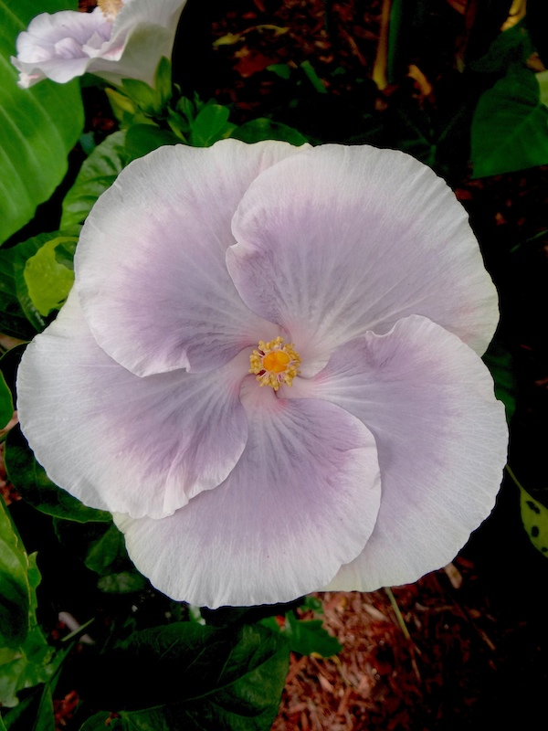 Hibiscus Tahitian Princess